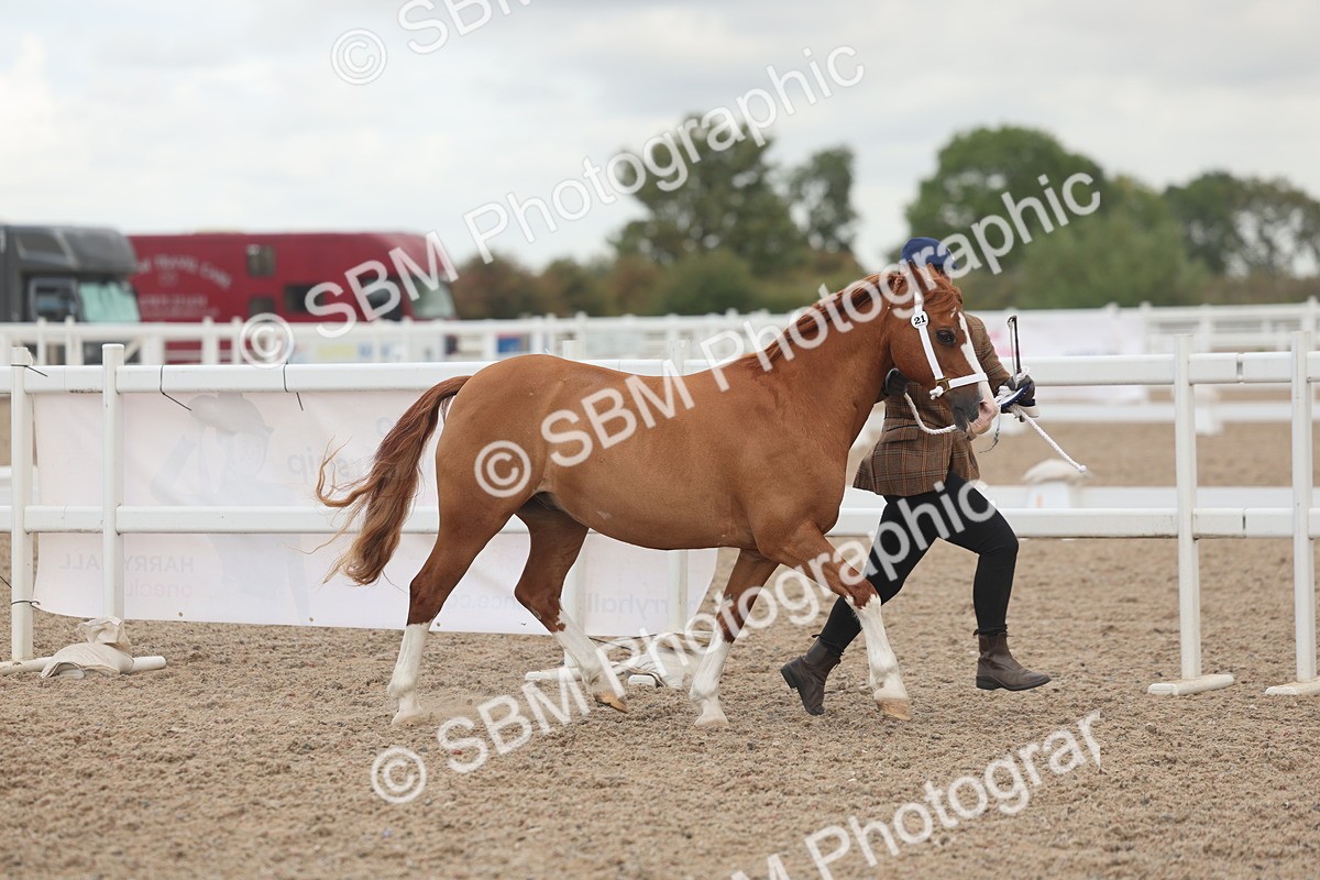 SBM_03317 - Class 16 - IH M&M Wildcard