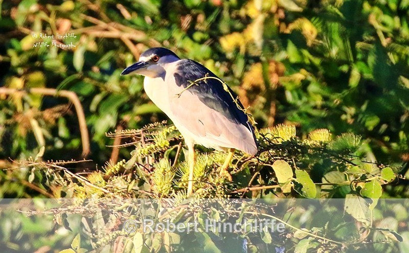 Black Capped Night Heron - Brazil