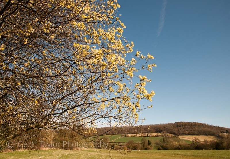 Willow tree and Roman Bank - Wenlock Edge