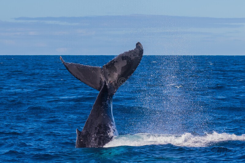 Fluke Up. 0A3A9120 - 2025 Whales