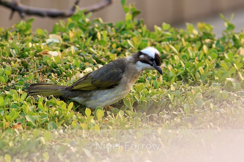 Light-vented Bulbul, Shanghai, China - Light-vented Bulbul