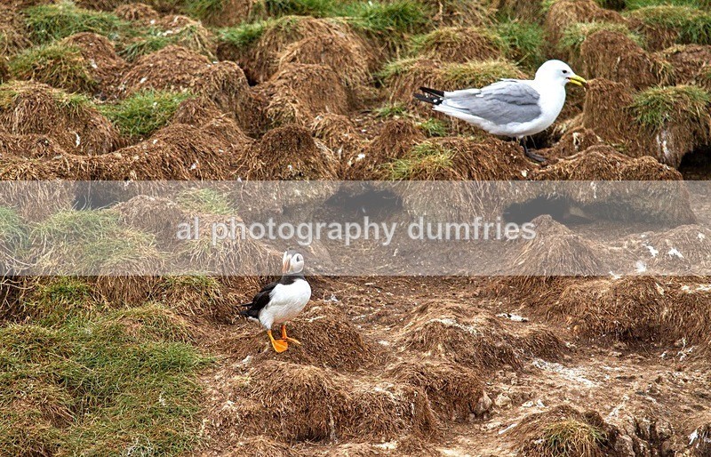 _CNP0685 - Farne Isles