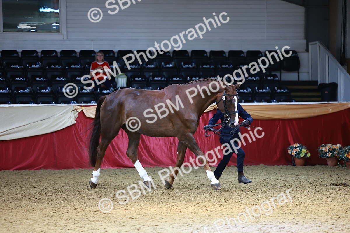 SBM_23126 - Class 903 - Supreme Final - IH Pre Vet