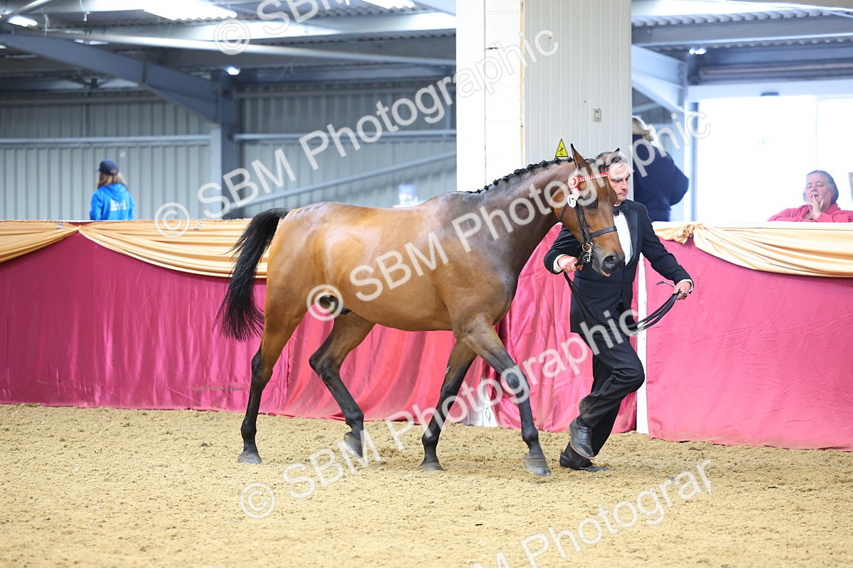 SBM_22637 - Class 903 - Supreme Final - IH Pre Vet