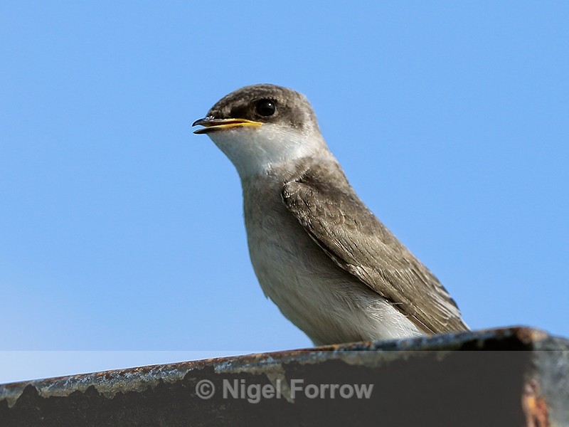 Bank Swallow (juvenile), Sierpe, Costa Rica - Bank Swallow