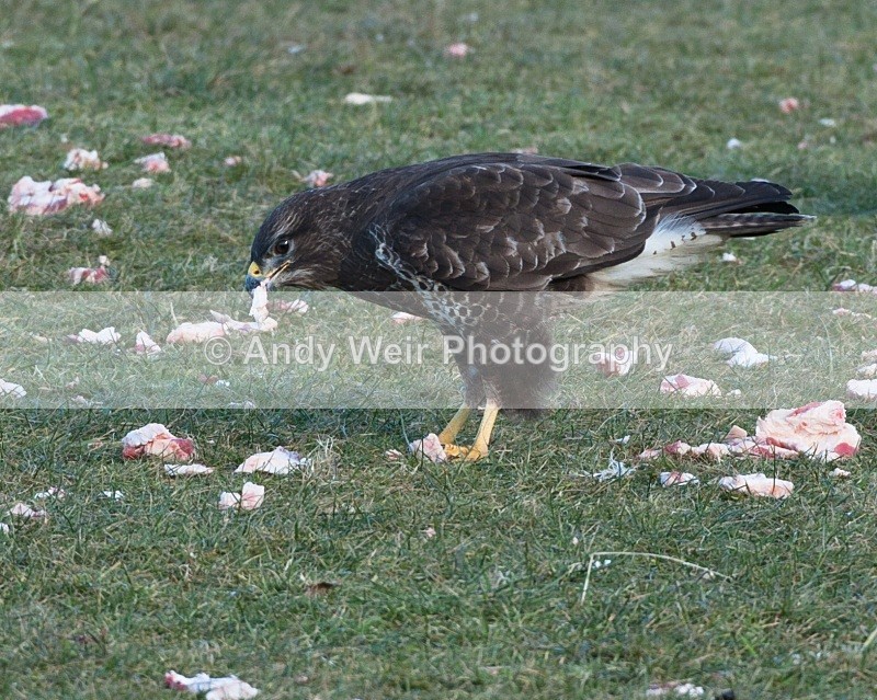 20100130-IMG_2674 210 - Common Buzzard