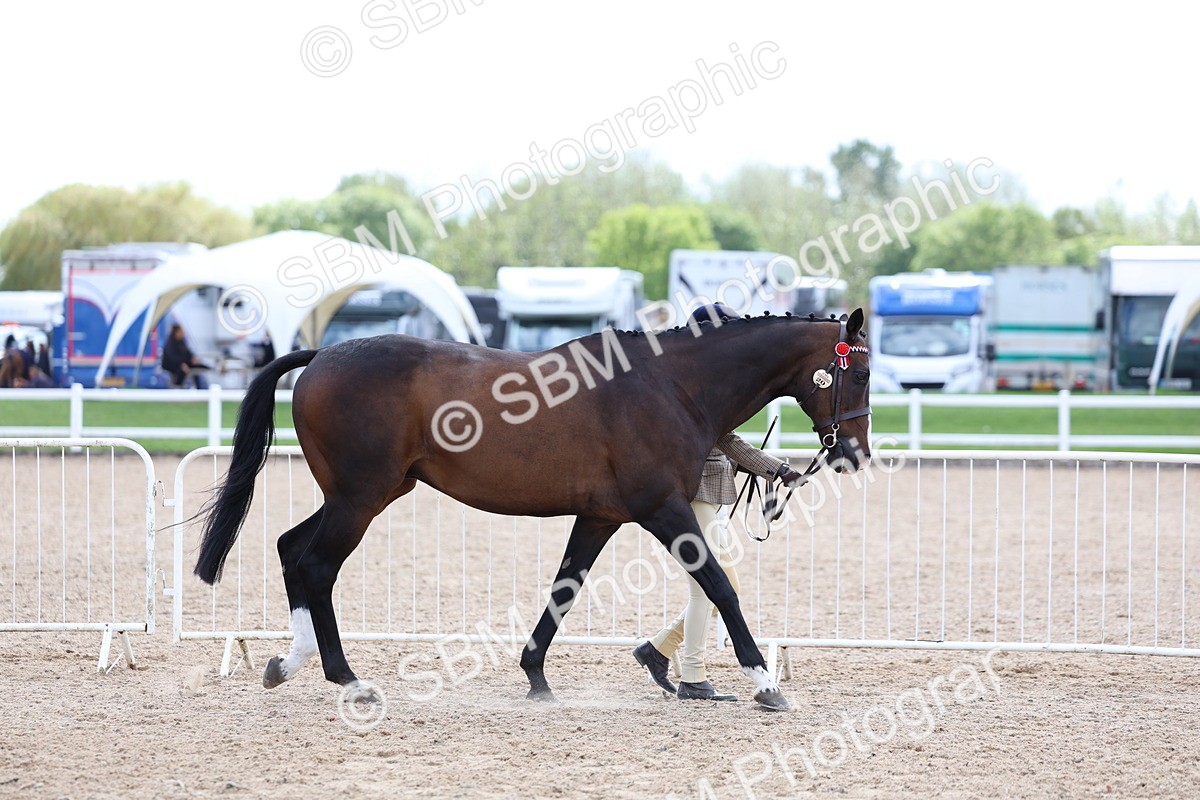 SBM_15243 - Class 313 - IH Retired Racehorse