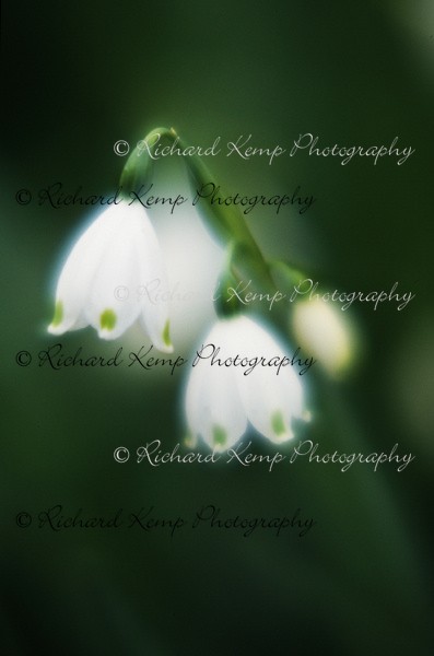 Snowdrops - Fine Art