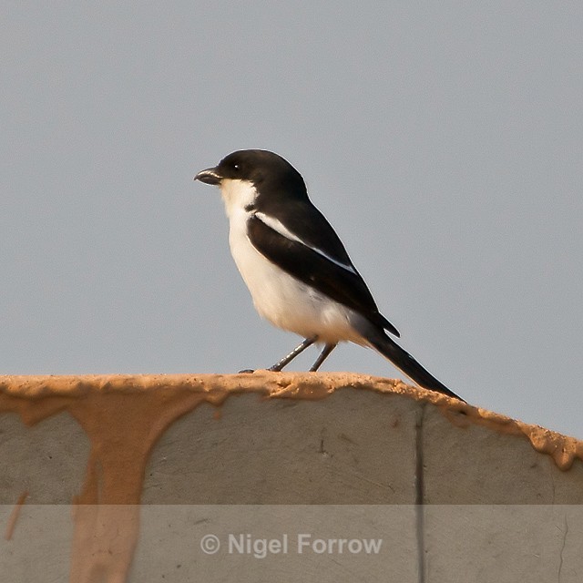 Common Fiscal perched on a wall - Common Fiscal