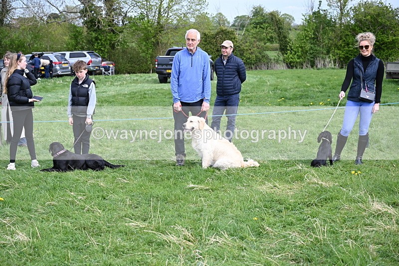 WJ6_8737 - Class 8 Best Working / Gun Dog or Bitch