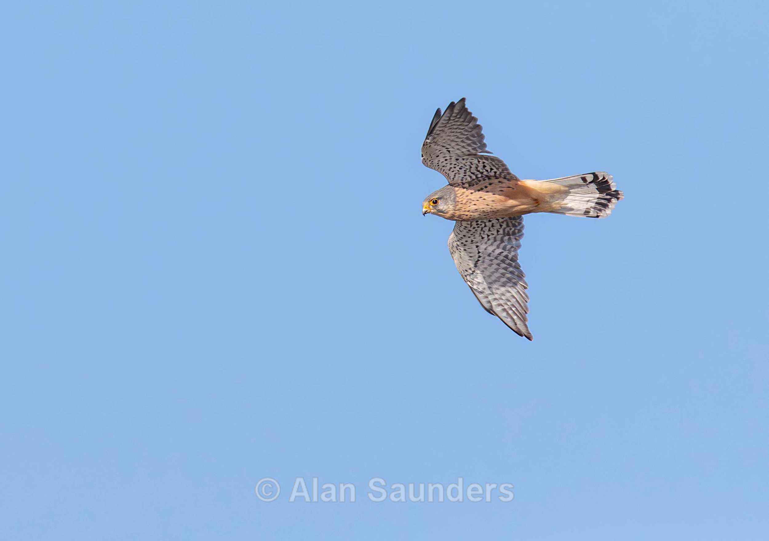 Kestrel 3