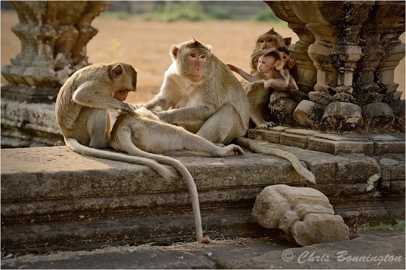 Family grooming - Other nature