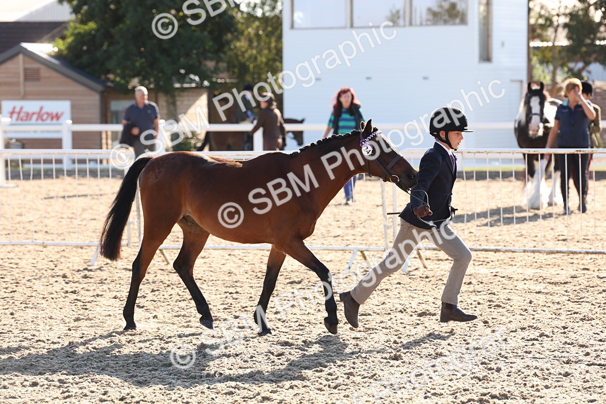 SBM_11637 - Class 203 - Young Handler 11 to 16 years