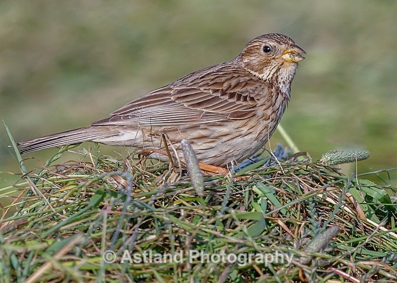Astland Photography, Bird and Wildlife Images, Susan and Peter Wilson, U.K
