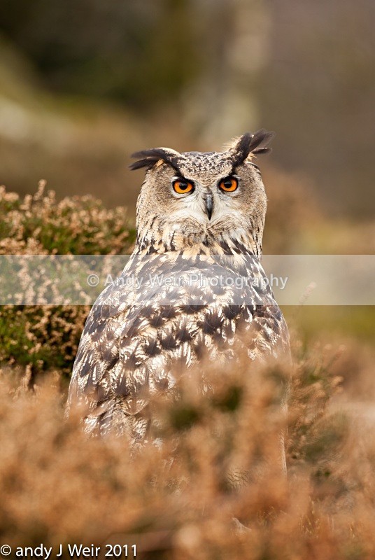  - Eagle Owl
