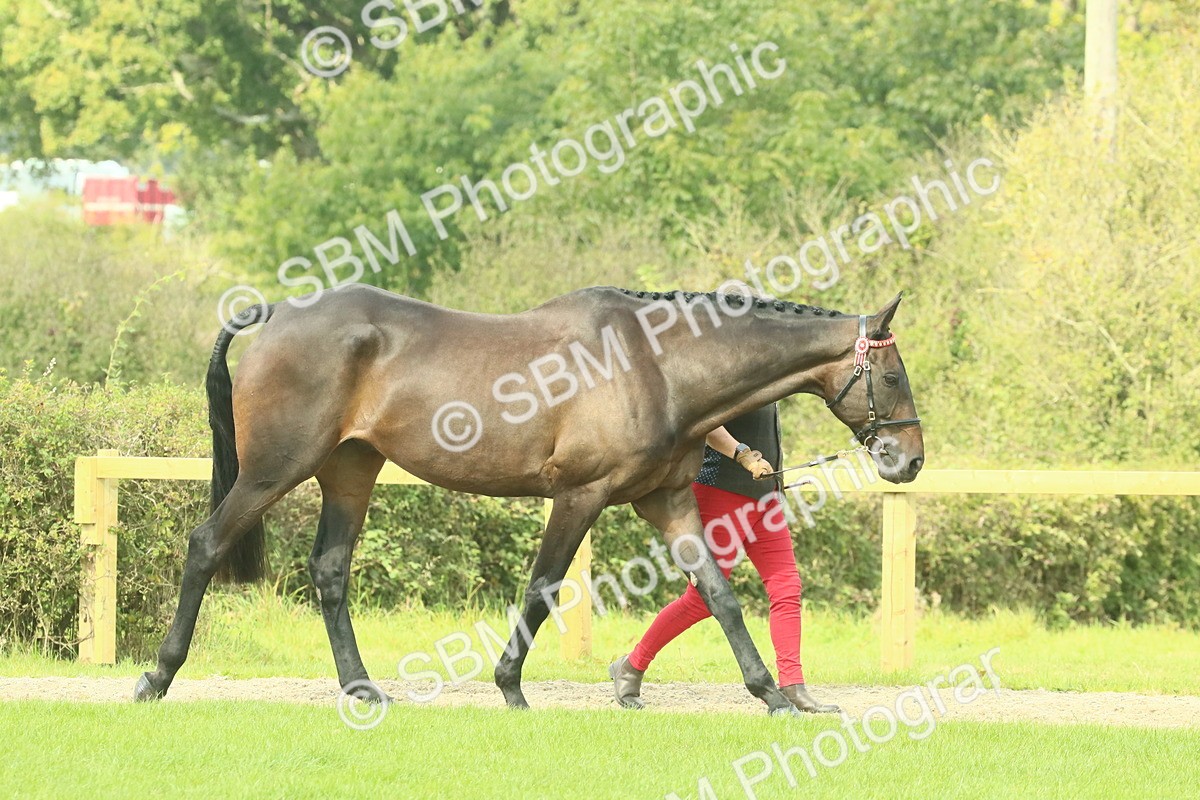 SBM_66402 - S34 - Rehabilitated Rescue Horse & Pony In Hand & Ridden