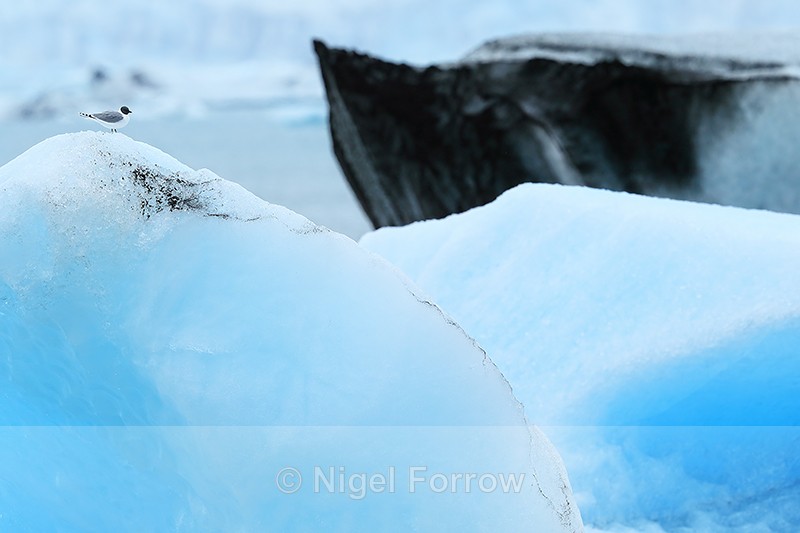 Sabine's Gull amongst icebergs, Jokulsarlon, Iceland - Sabine's Gull