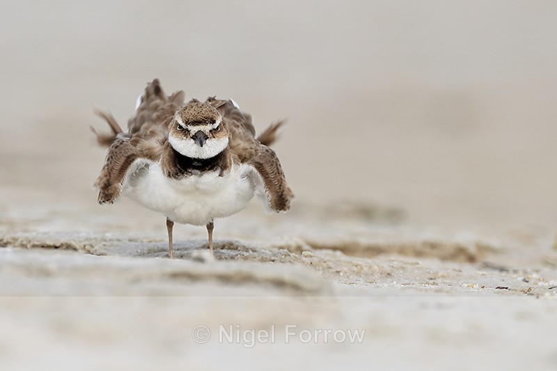 Wilson's Plover ruffles wings after bathing, Fort De Soto, Florida - Wilson's Plover