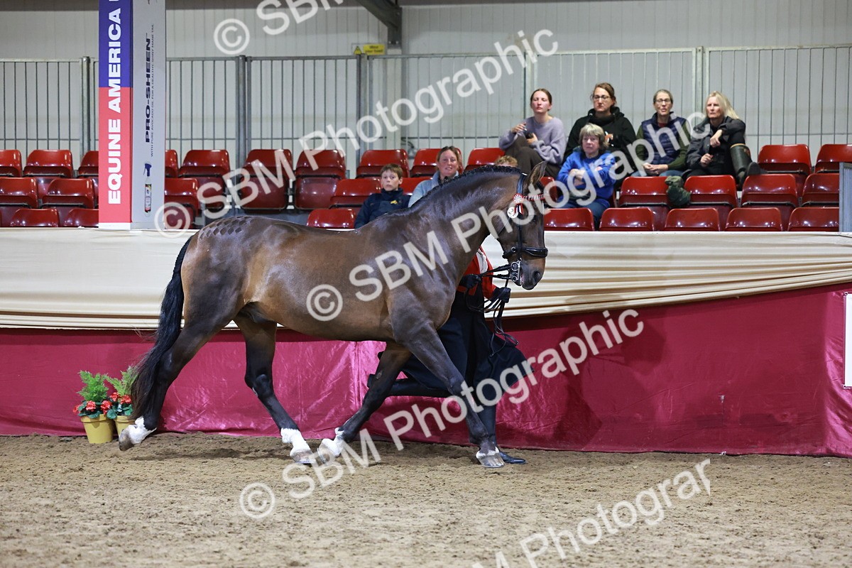 SBM_20675 - Class J - Foreign Breeds Champ