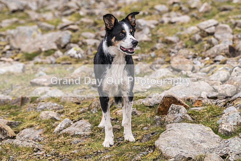 Ennerdale-763 - Ennerdale Horseshoe Fell Race Saturday 6th June 2026
