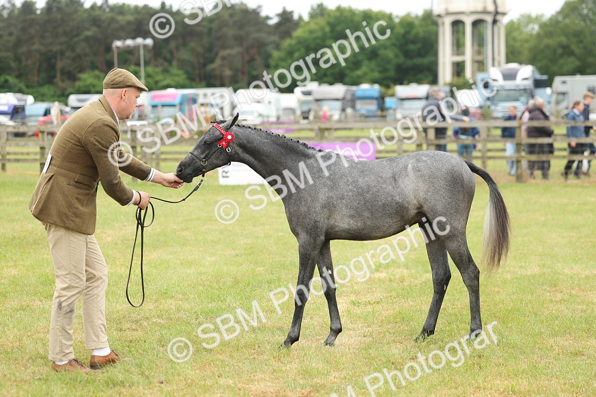 SBM_05359 - Class 68-73 - Riding Pony Breeding