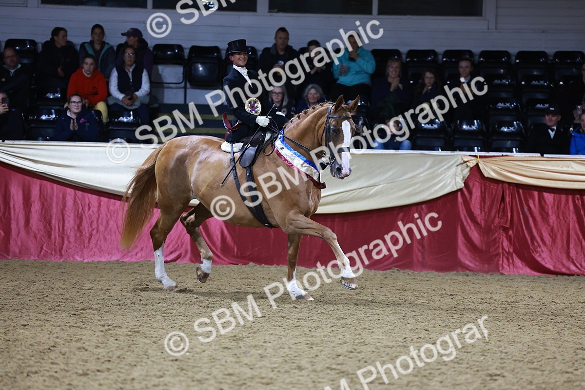 SBM_20972 - Class N - Side Saddle Champ