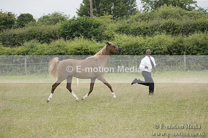 B230619-0845 - Bourne Valley Riding Club Summer Show 23/06/19