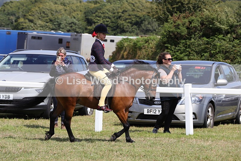 1X9A5336 - Class 37: NPS M&M First Ridden