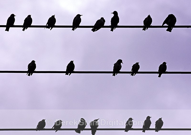 Like a Bird on a Wire .... - Urban Wildlife