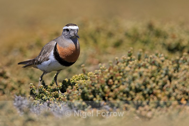 Rufous-chested Dotterel (breeding plumage), Falkland Islands - Rufous-chested Dotterel