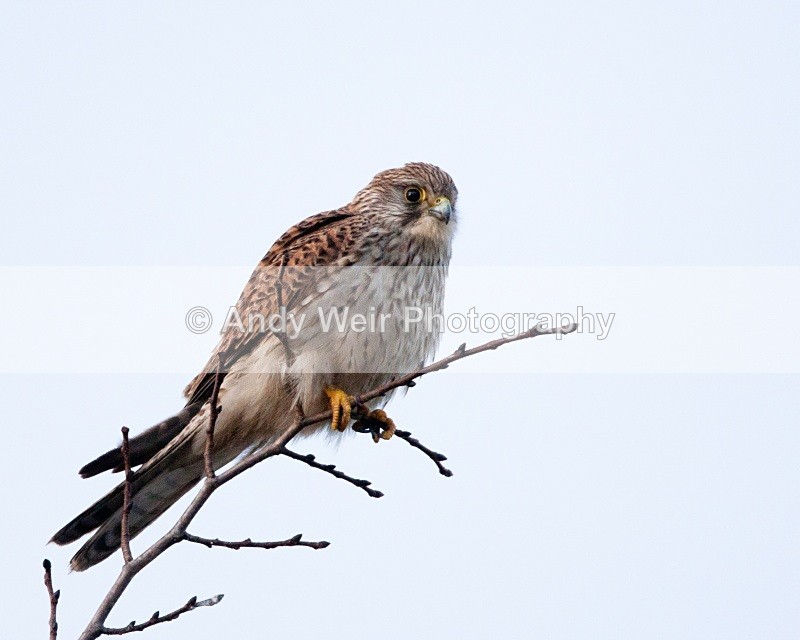 20100220-Wirral 148 - Kestrel