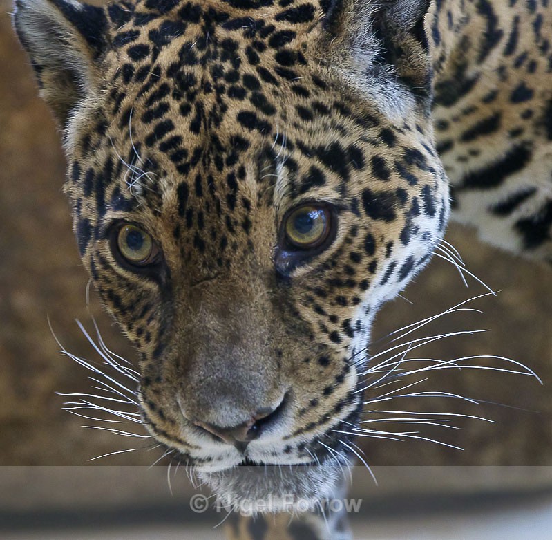 Jaguar close-up - Jaguar