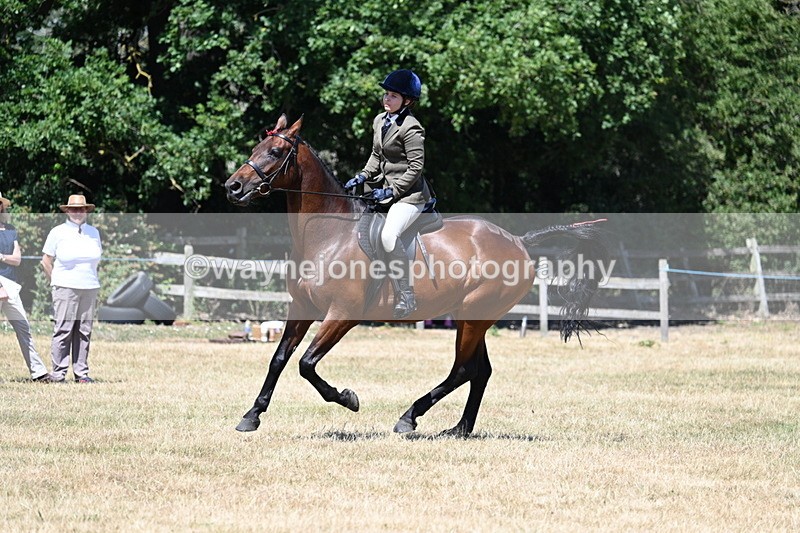 WJ7_3121 - Class 7 Riding Club Show Horse