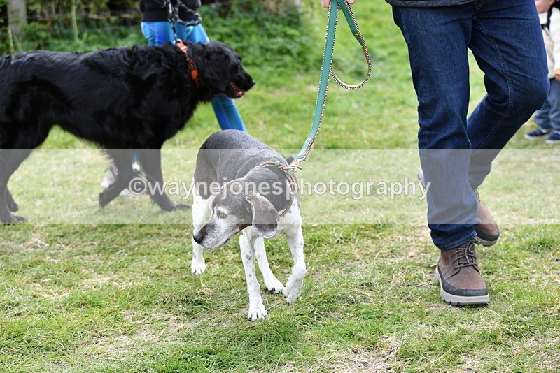 WJ5_9933 - Class 5 Best Veteran / 7 years & over