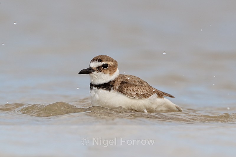 Wilson's Plover bathing in lagoon, Fort De Soto Park, Florida - Wilson's Plover