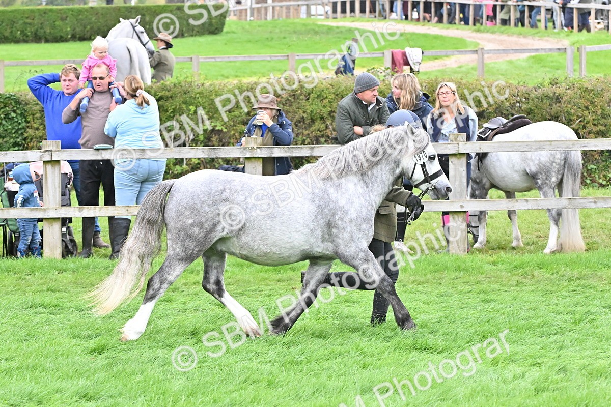 SBM_60952 - S48 - Mountain & Moorland In Hand Small Breeds