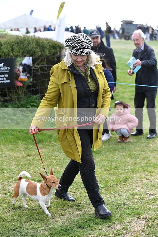 WJ5_0295 - Class 7 Best Terrier