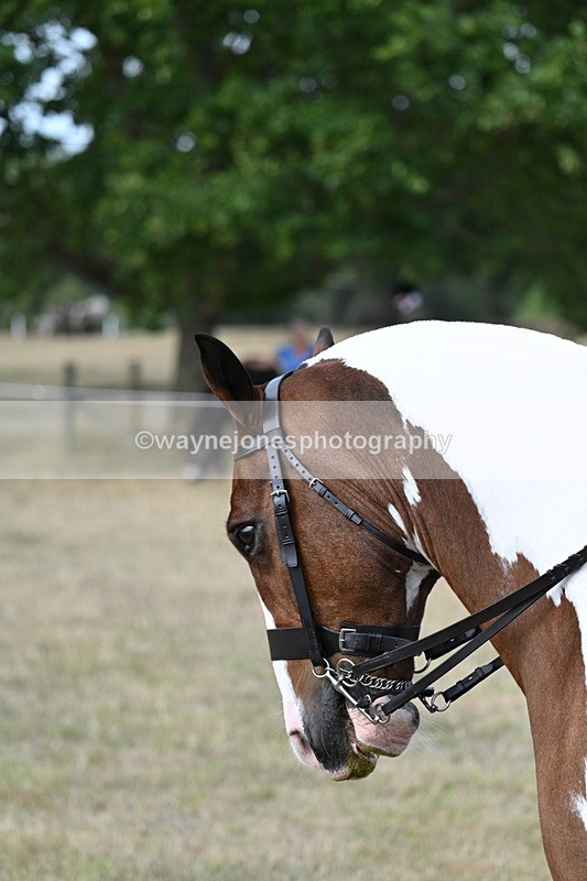 WJ7_7111 - Class 14 Ridden Coloured