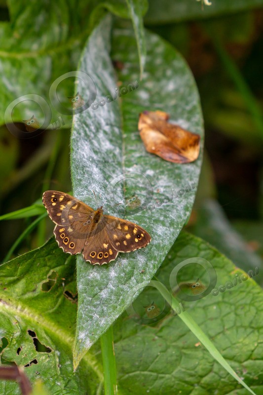 speckled wood butterfly Parage aegeria-6537 - Insects from around the world