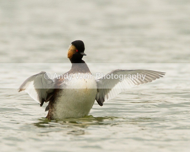 20110416-IMG_3755 - Black-necked Grebe