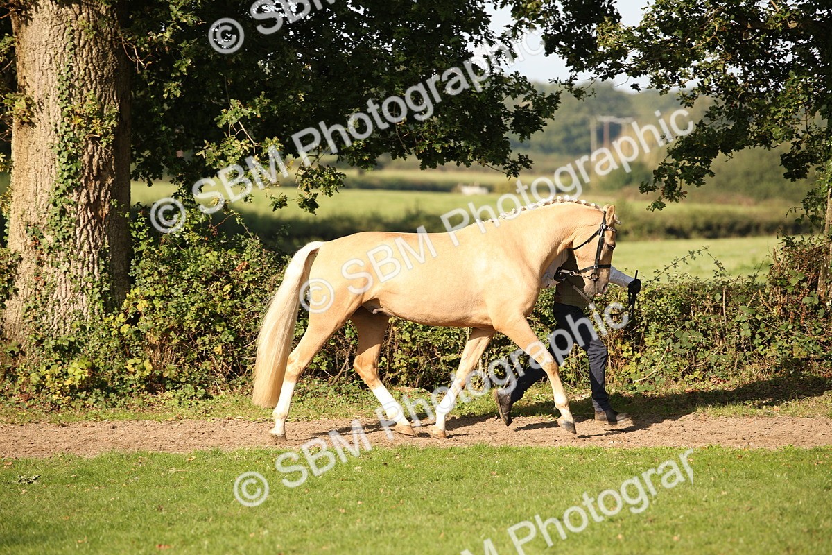 SBM_59341 - S52 - Other Coloured Horse In Hand