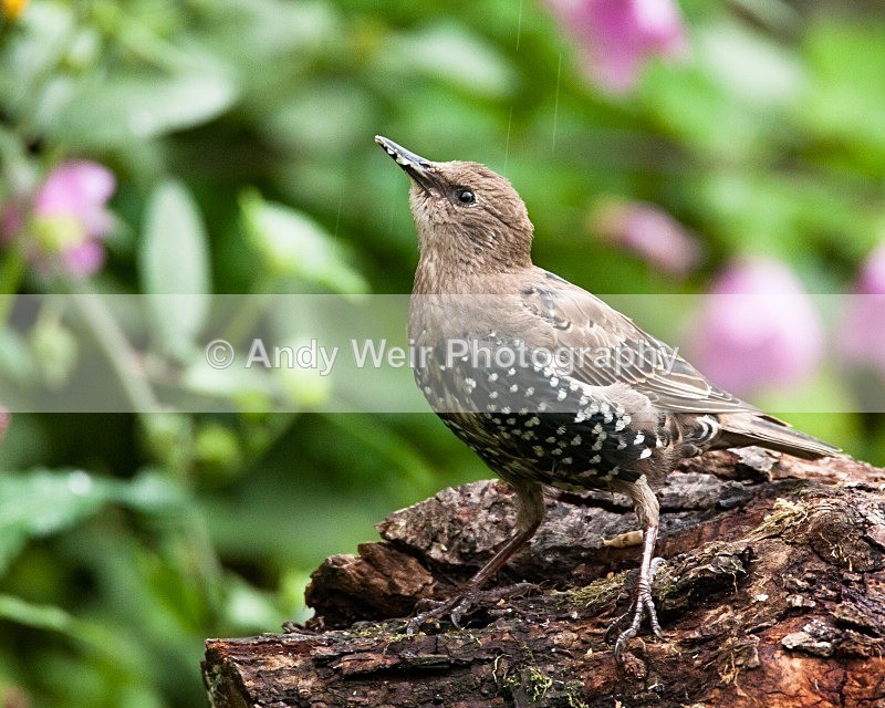 20080817-005 - Starlings
