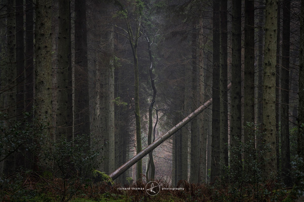 Obstruction - Woodland