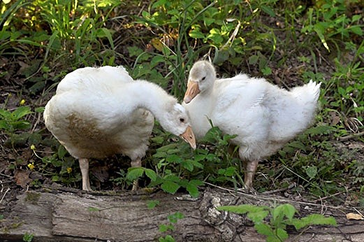 159jpg - Animals