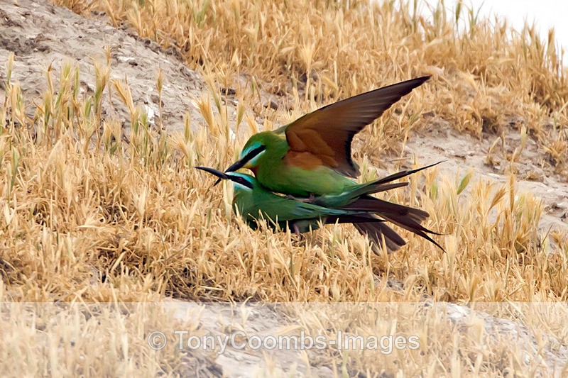 Blue-cheeked Bee-eater - Turkey