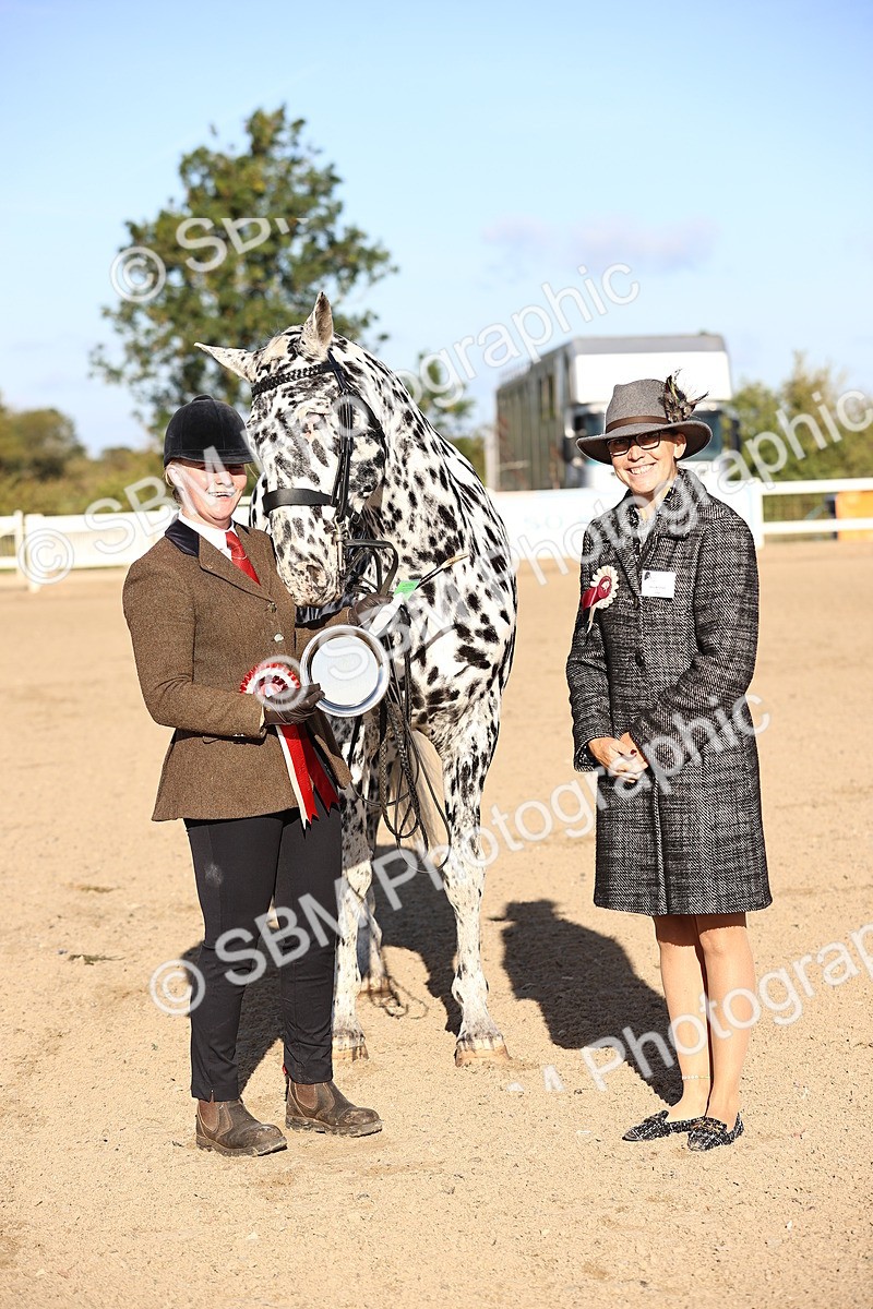 SBM_08383 - Class 401 - IH Veteran Horse