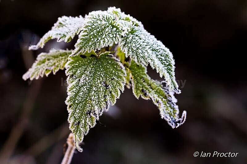 Frosted Nettle - Nature
