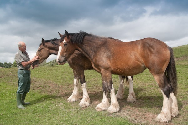 2 - Clydesdales