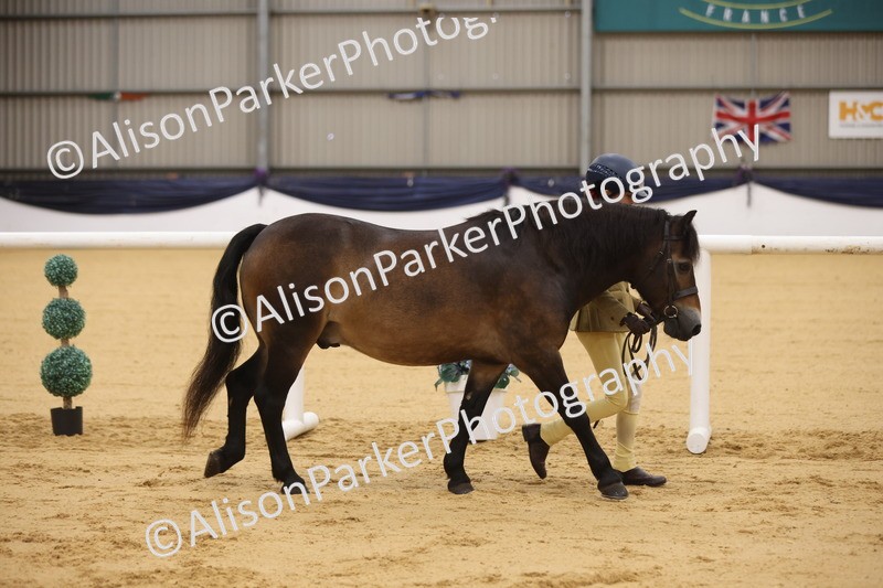 20260913-1089 - Class 110 - Bred In Other In Hand