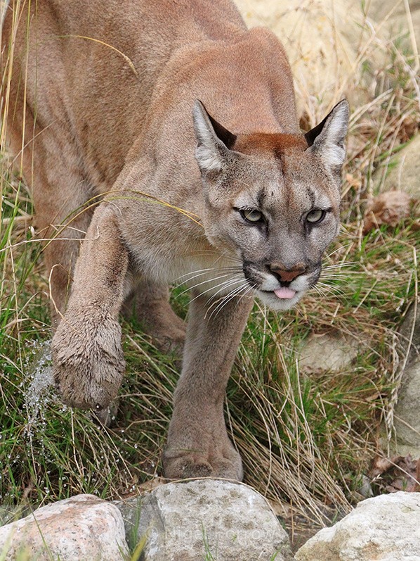 Puma shaking it's paw free of water at the Big Cat Sanctuary - Puma